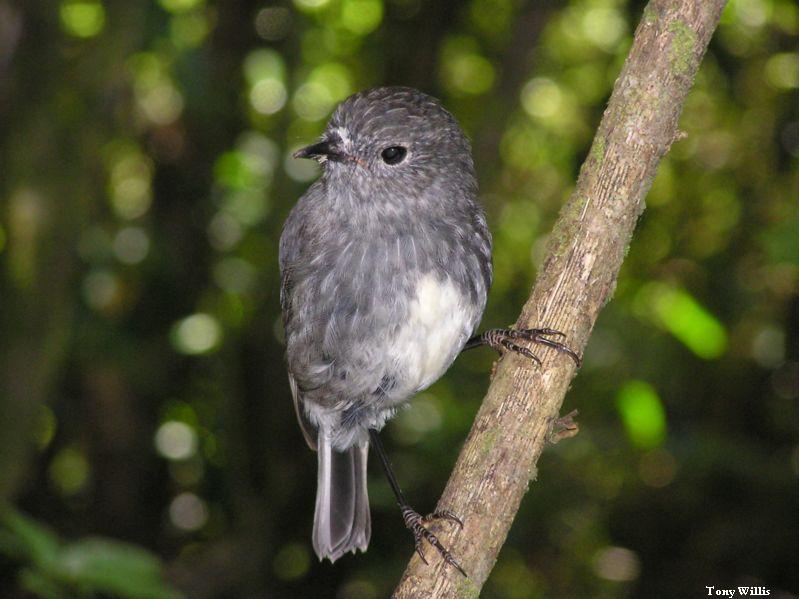 North Island Robin (Toutouwai)